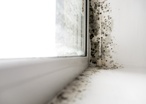 mold growth in the corner of a window frame showing signs of dampness and possible water damage affecting 13 areas of the home